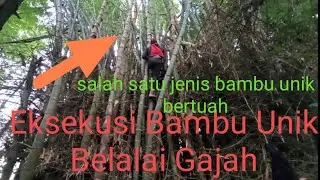 Penemuan Bambu Unik Bertuah Ruas Pendek Belalai Gajah