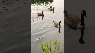 View Da Mirrored Tranquility..: Geese, Coot and Ducks Adorn the Water's Surface&hellip;❤️🥹❤️🥹❤️ #asmr