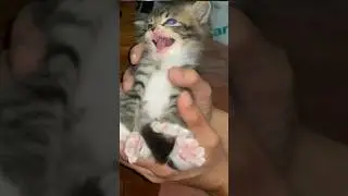 Angry kittens are really cute 😍😍 #cute #cat #funny #kitten
