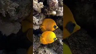 Butterfly fish #shorts
