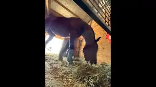 LIVE Chill Time With Sully 🐴 Watch Him Devour That Hay!