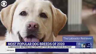 Most popular dog breeds of 2020