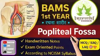 Popliteal Fossa ✅ | Rachana Sharir | BAMS 1st year | #bams #rachanasharir #muhs #ncism #anatomy #yt