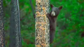 Niedźwiedź baribal | American black bear (Ursus americanus)