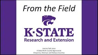 Army Cutworms in Wheat (Updated 3-29-20)