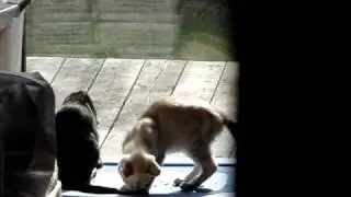 MOV05687.MPG