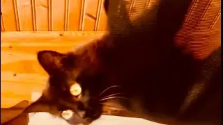 Crazy feral cat loves hanging from the ceiling on her Hammock🤣￼
