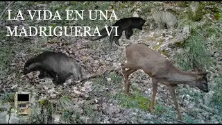 La Vida en una Madriguera VI - Bizitza Azkonar Zuloan VI | Fauna Navarra