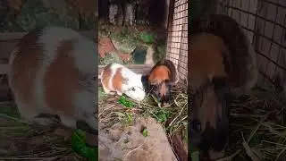 Sepasang Marmut Lagi Makan Enak