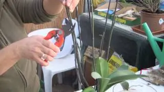 COMO TRANSPLATAR UNA ORQUIDEA (PHALAENOPSIS)
