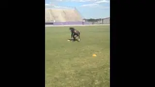 L Drill (3 Cone Drill)