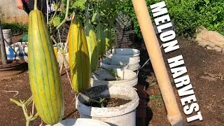 How to Grow Melons Easily and Get High Yields in Plastic Containers