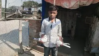 TOP KOBITA SALE VIDEO 💞🕊️😱//#video #pigeon #sale 6294368346