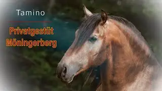 Traum Andalusier PRE - Privatgest&uuml;t M&ouml;ningerberg