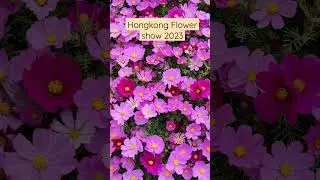 beautifull flower#hongkong #flowershow2023