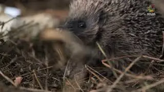 Carnet de bord du Centre de Soins Beauval Nature - Ep 1