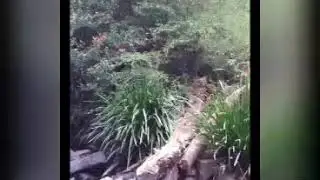 Walk with Dooligah