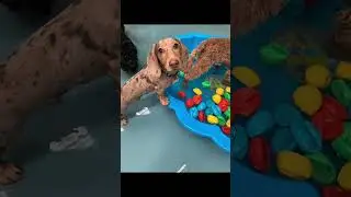 Funny Animals Compilation 😂😂 Super Animals Reaction Videos || Cute Pets