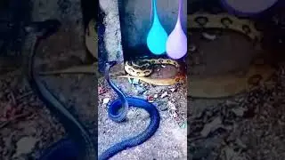 King Cobra VS 😱😱 Russell viper🐍#short #viral #video trending