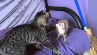 September and Swiper [HD] (1/30/13)