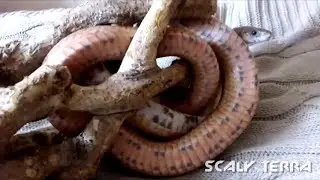 Выпуск #2 - МАИСОВЫЙ ПОЛОЗ - ЗАЯЦ / pantherophis guttatus rosacea