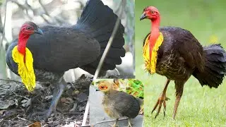 Australian brushturkey is a common, widespread species of mound-building bird