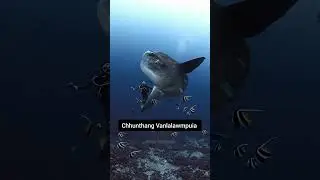 Sangha ruh nei chi zinga lian ber Sunfish/Mola Mola.#fish #bonyfish #largest #videoviral #facts