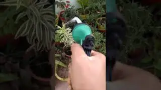 Giving shower to my plants 💦💦 # watering plants # Evergreen gardening # shorts
