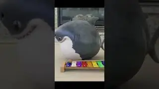 A Really Chubby Baby Shark