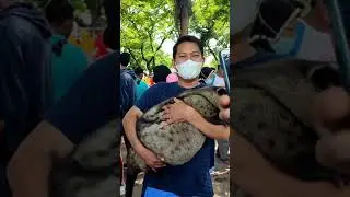 Cimot musang obes ikut gathering gabungan A.K.J.T x M.L.J.T x SMUT