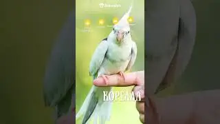 #Shorts ТОП 5 лучших домашних птиц для начинающих