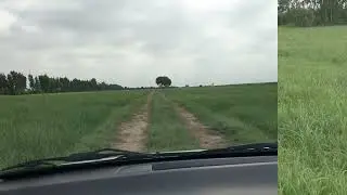 Rhodes Grass