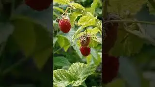 Малина |Мой дзен Катя Суслова