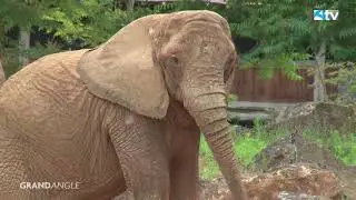 Arrivée de deux éléphantes au zoo d'Amnéville