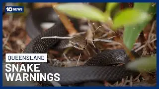 Australia's Snake Population Booming as Mating Season Begins in Queensland | 10 News