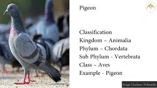 To study the characteristics of chordate animals