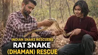 Rat Snake Rescue in Ujjain Slum Area | Indian Rat Snake Safely Rescued