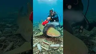 Scuba Diver Saves Stranded Shark From Ocean Trash! #rescue #animals #marine