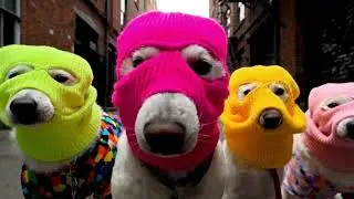 &ldquo;White Dog Gang Steals the Meat 🐾🥩&rdquo; #funny #ai