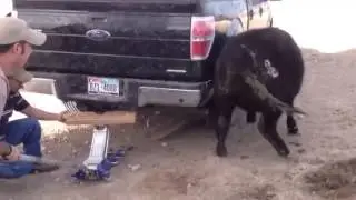 Cow Head Stuck In Tire