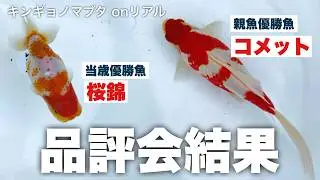 【凄い金魚たちが集合】品評会イベント「キンギョノマブタ」が凄かった |審査員はなんと来場者のみなさん！ |  金魚即売会「マブシェ」と同時開催 | @peperia |