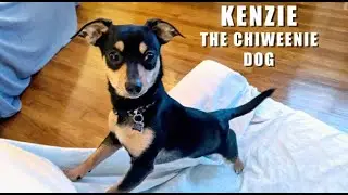 Crazy Chiweenie Dog! Runs Rampant - Chihuahua (Chiwawa) mixed with a Dachshund, hot dog dog!