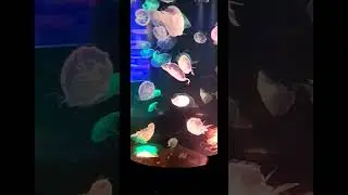 Flying jellyfish... 😊