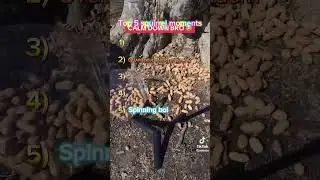 Ranking squirrel moments #viralvideo #ranked #squirrel #memes #funny #tiktok