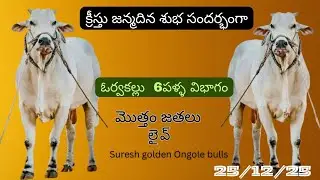 ఓర్వకల్ 6,పళ్ళు విభాగం9 వా జత 💥లైవ్ 🔥🔥Suresh Golden ongole Bulls💫🕵️💥💥2025