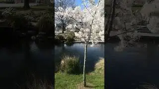 #walkthrough #destinationnz #nature #blackpink #2024 #newzealandtourism