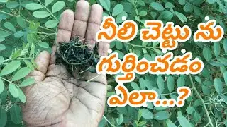 Identifying the blue tree || indigo plant in Telugu నీలి చెట్టును గుర్తించడం ఎలా