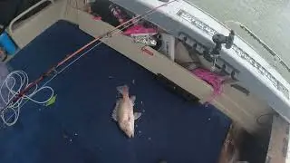 Balgal beach creek fishing