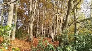 Beautiful English woodland seen early Nov Lanc UK wild nature countryside outdoors 