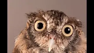 Cutest and Funny Owls Compilation